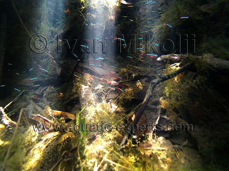 Cardinal Tetras